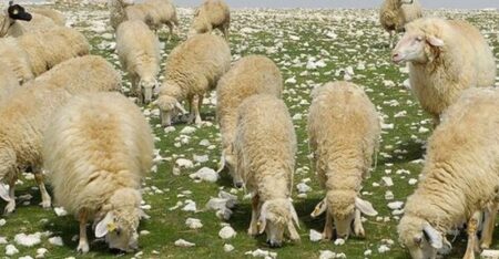 Çoban Desteği Nasıl Alınır? 2021 Sürü Yöneticisi Desteği Şartları
