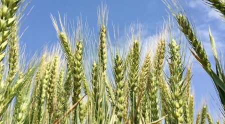 Buğday Ne Kadar Para Kazandırır Maliyet Hesaplama